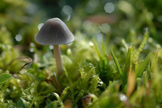 Image of Mycena aetites (Fr.) Quél. 1872