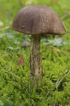 Image of Leccinum scabrum (Bull.) Gray 1821