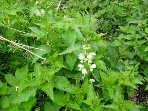 Image of white deadnettle