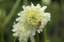 Cephalaria alpina (L.) Schrad. resmi