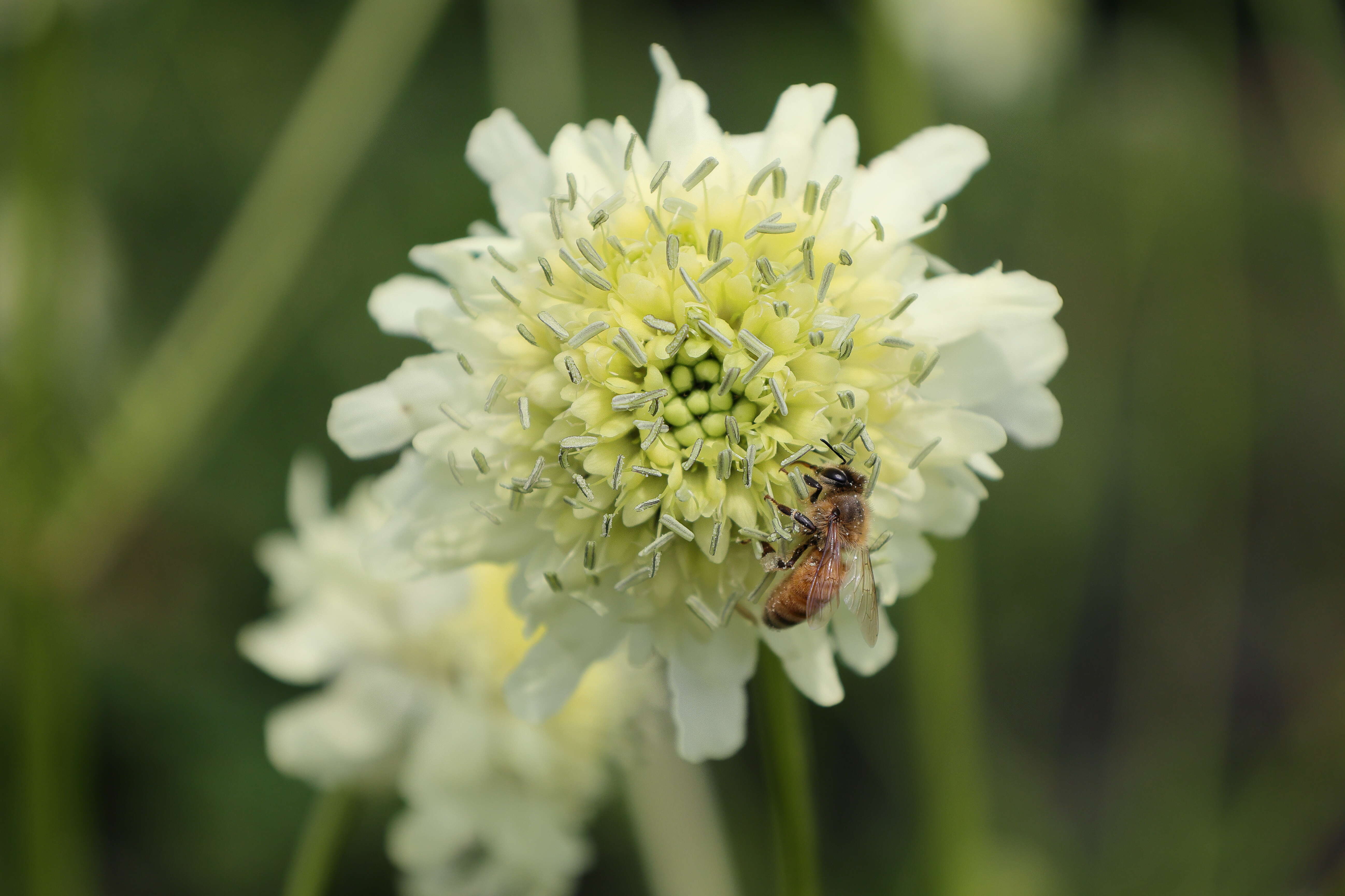 Image of Cephalaria alpina (L.) Schrad.