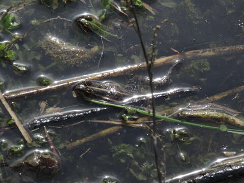 Image of Pelophylax esculentus