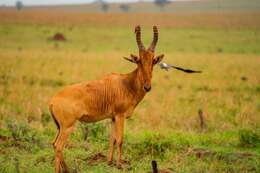 Image of Hartebeest