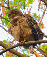 Image of Brown Fish Owl