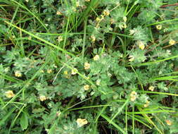 Image of hairy bird's-foot trefoil