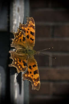 Image of Comma