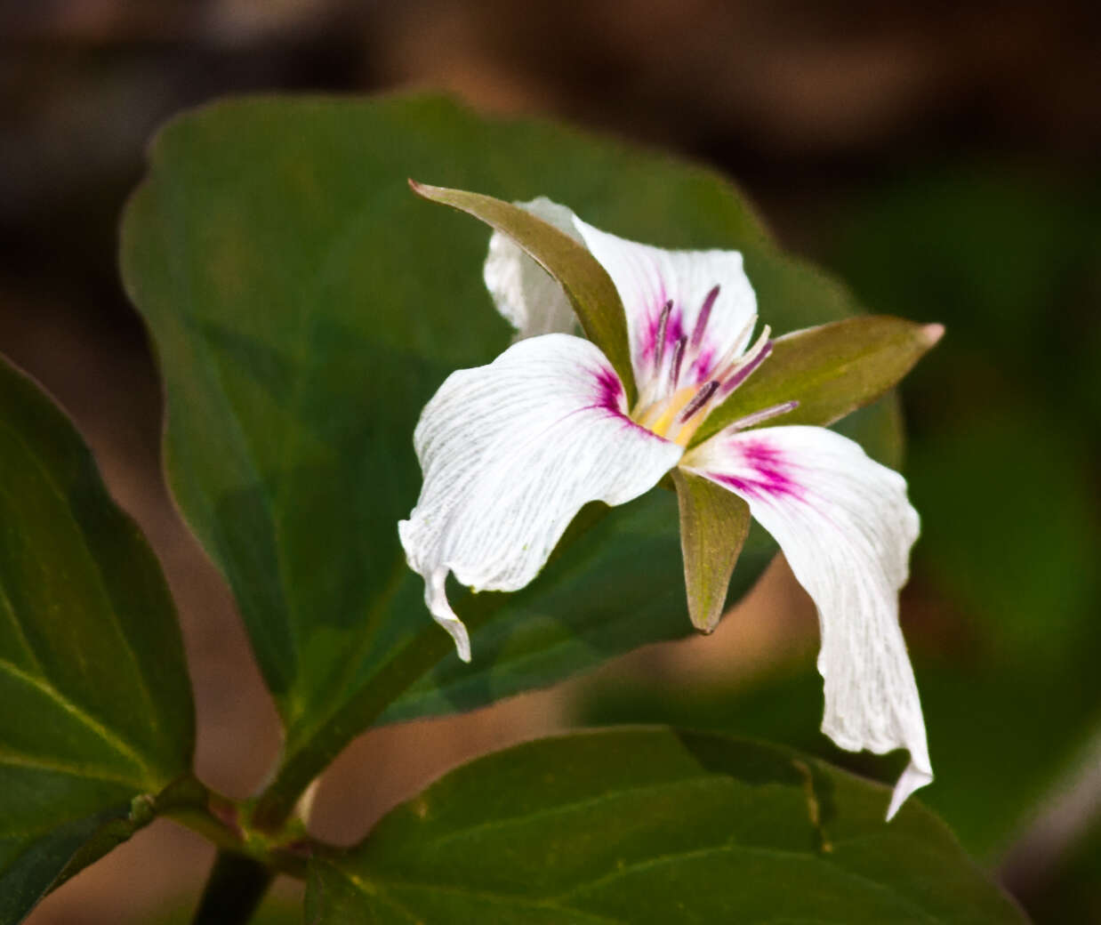 Imagem de Trillium undulatum Willd.