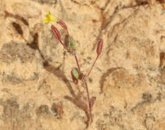 Image of Little Red-Stem Monkey-Flower