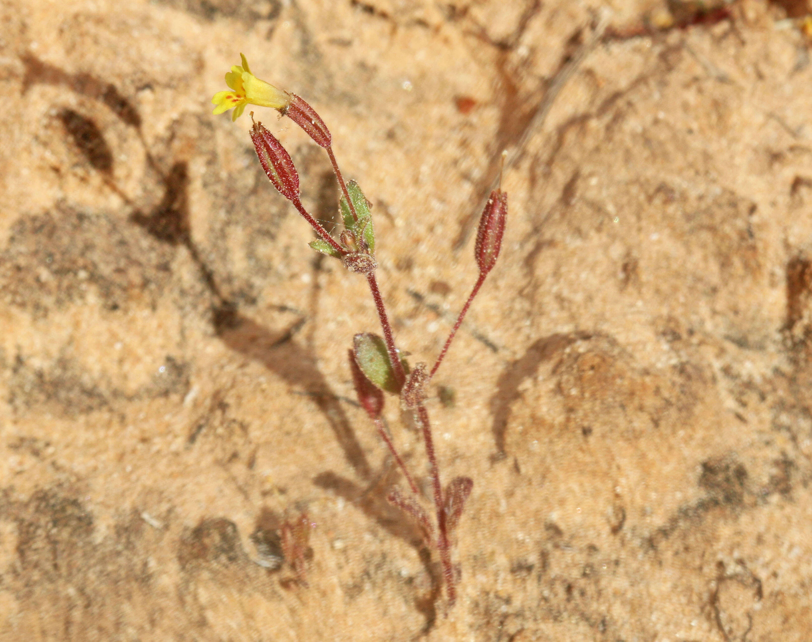 Image of Little Red-Stem Monkey-Flower