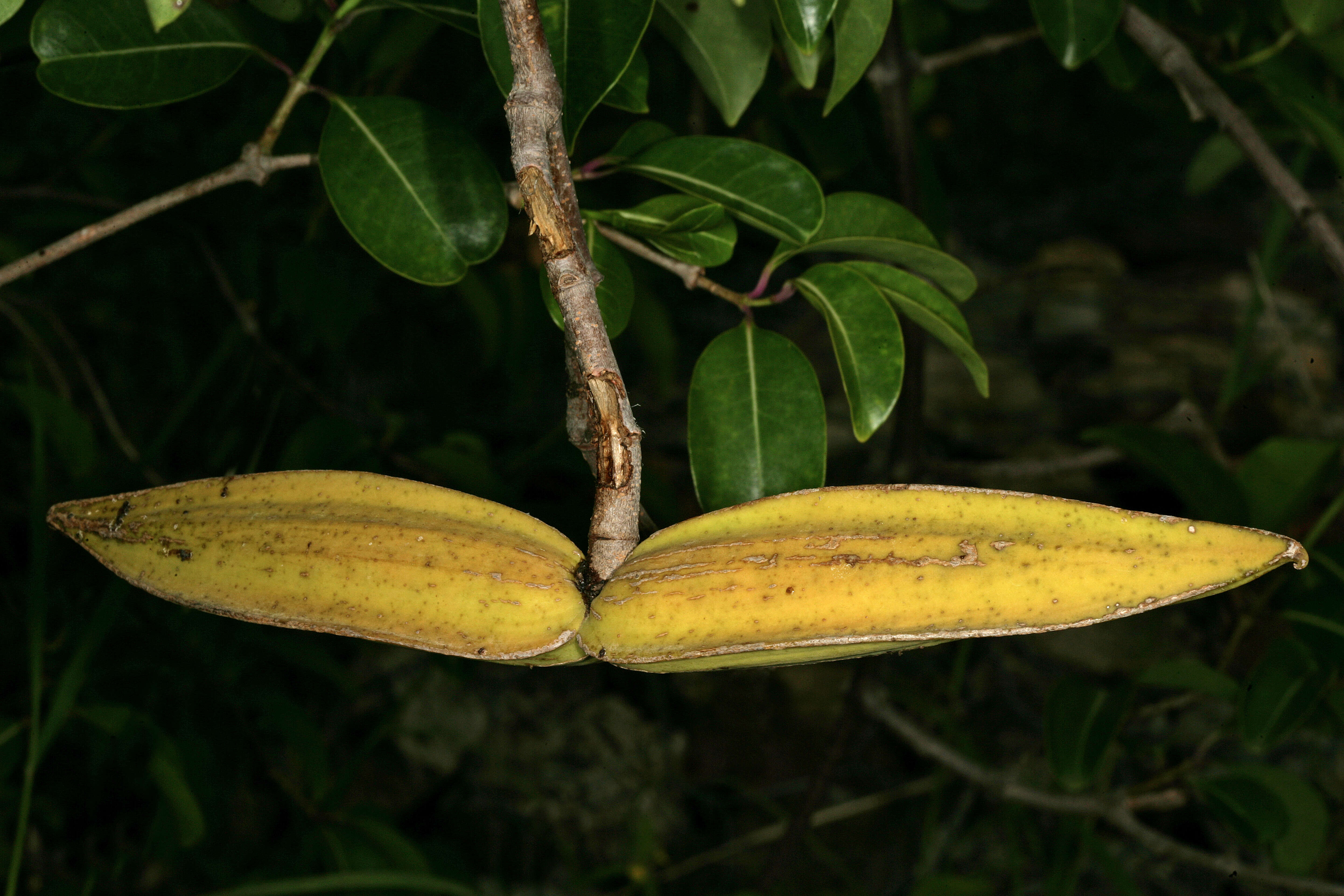 Image of Palay rubbervine