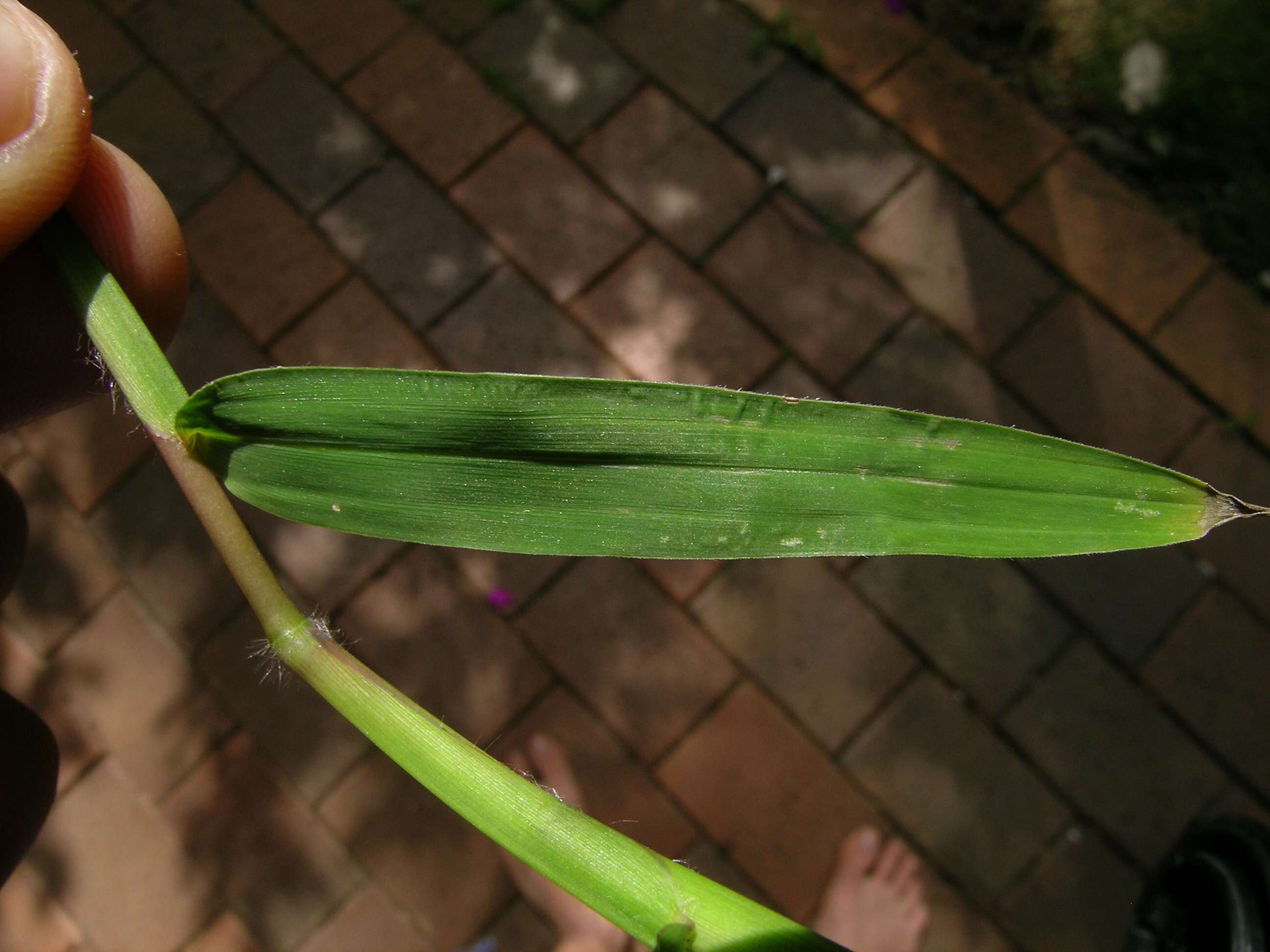 Image of hilograss