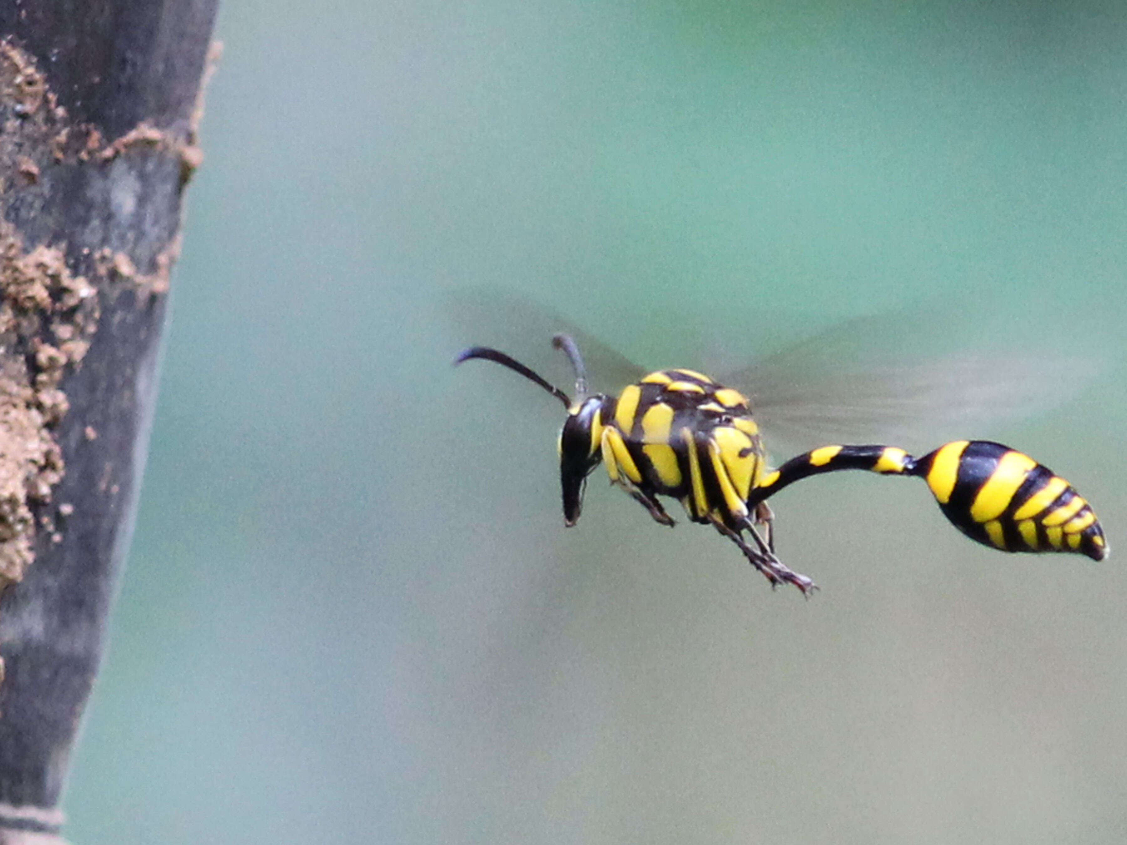 Phimenes flavopictus (Blanchard 1845)的圖片