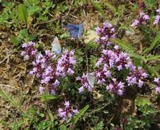 Image of Plebejus idas