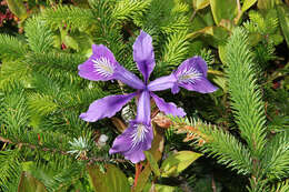 Image of toughleaf iris