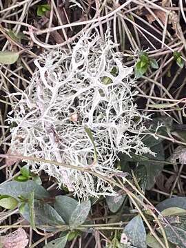 Image of ring lichen