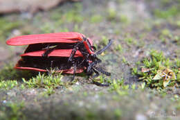 Image of net-winged beetles