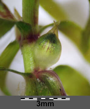 Image of western waterweed