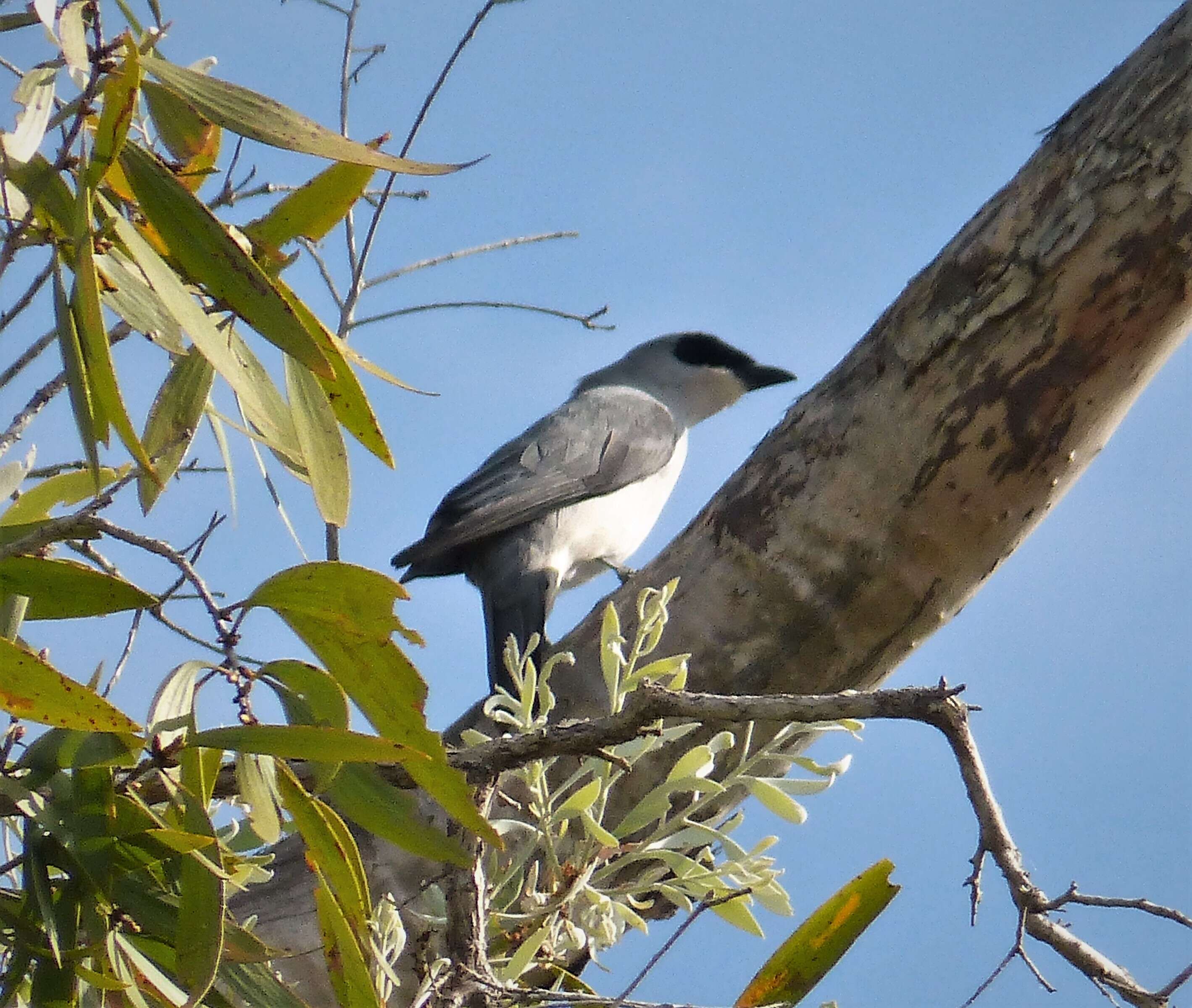 Image of White-bellied Cuckoo-shrike