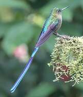 Image of Violet-tailed Sylph