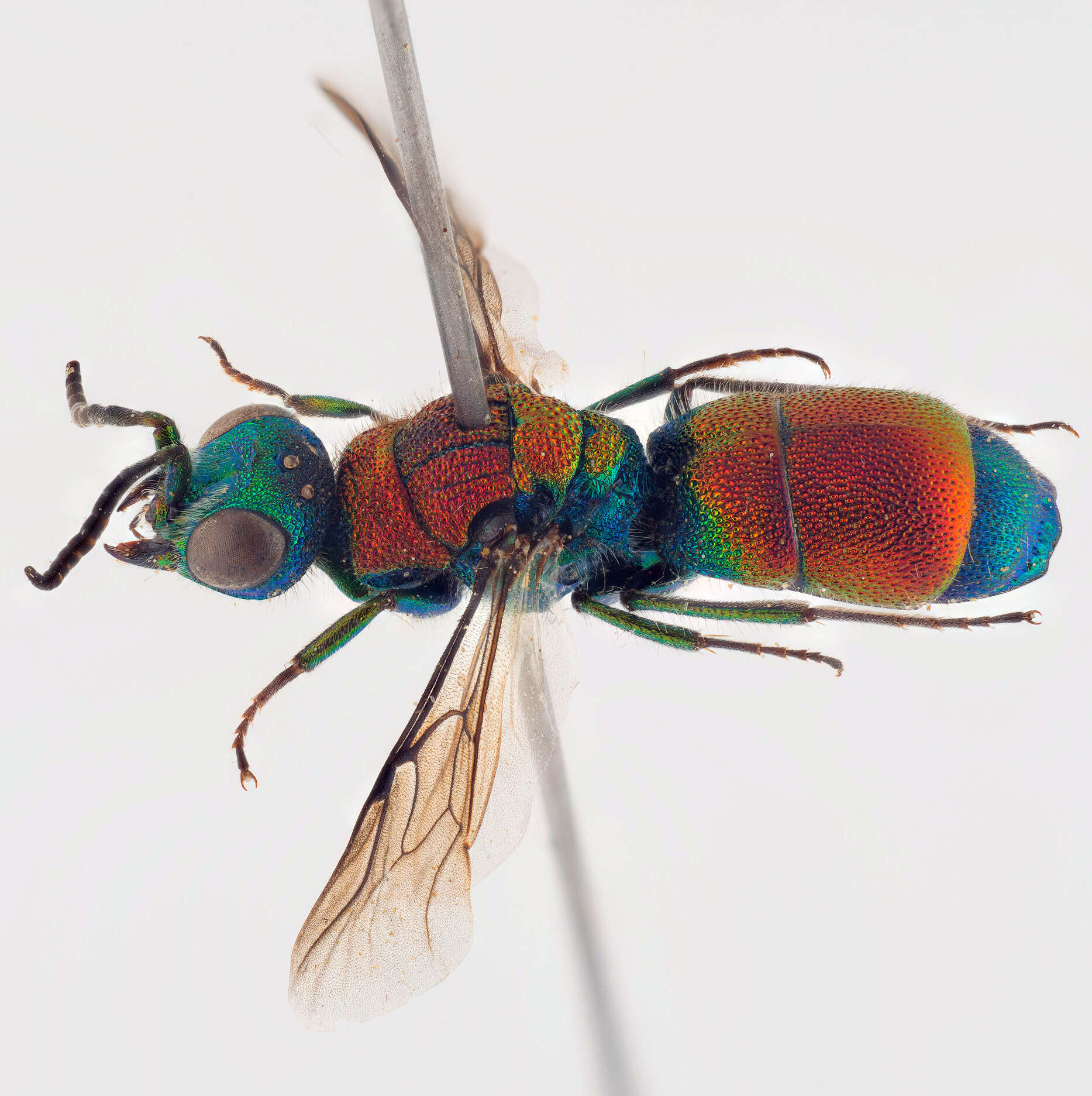 Imagem de Chrysis viridula L.