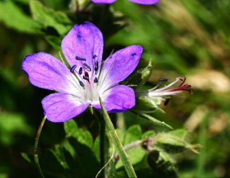 Image of Wood Crane's-bill