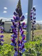 Plancia ëd Lupinus polyphyllus Lindl.