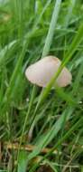 Image of Conocybe apala (Fr.) Arnolds 2003