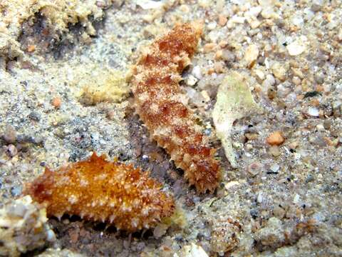 Image of Bottleneck Sea Cucumber