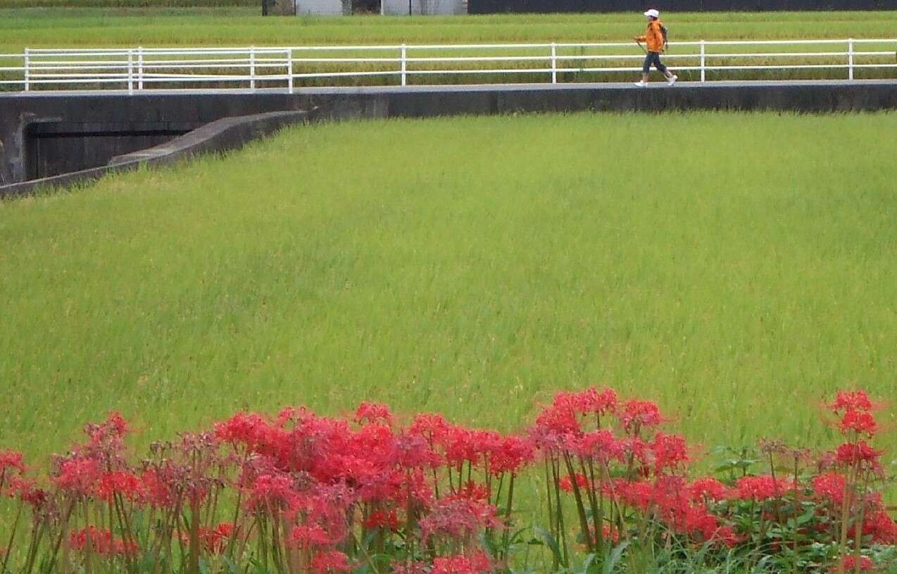 Image of red spider lily