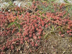 Image of White Stonecrop