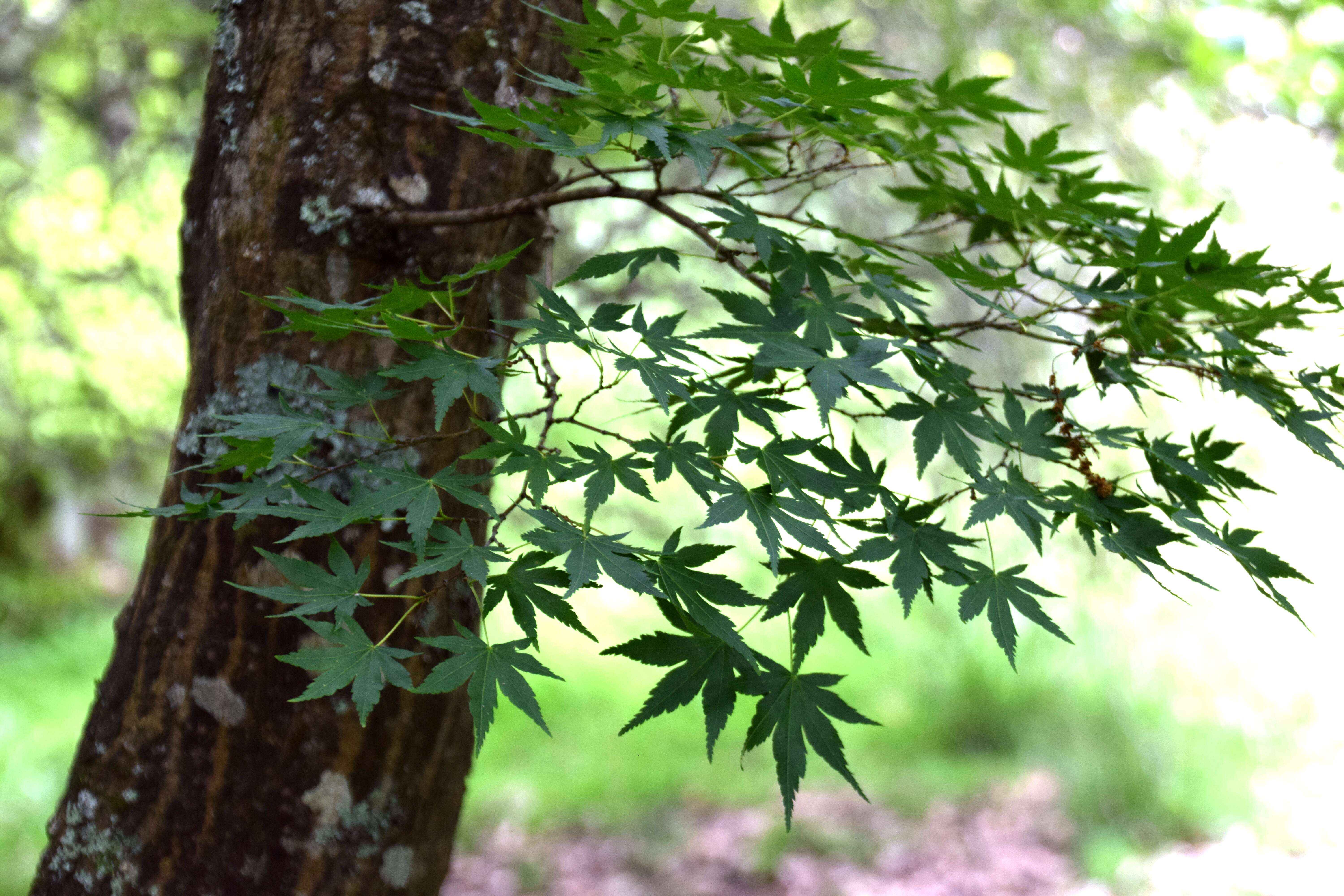 Image of Japanese maple