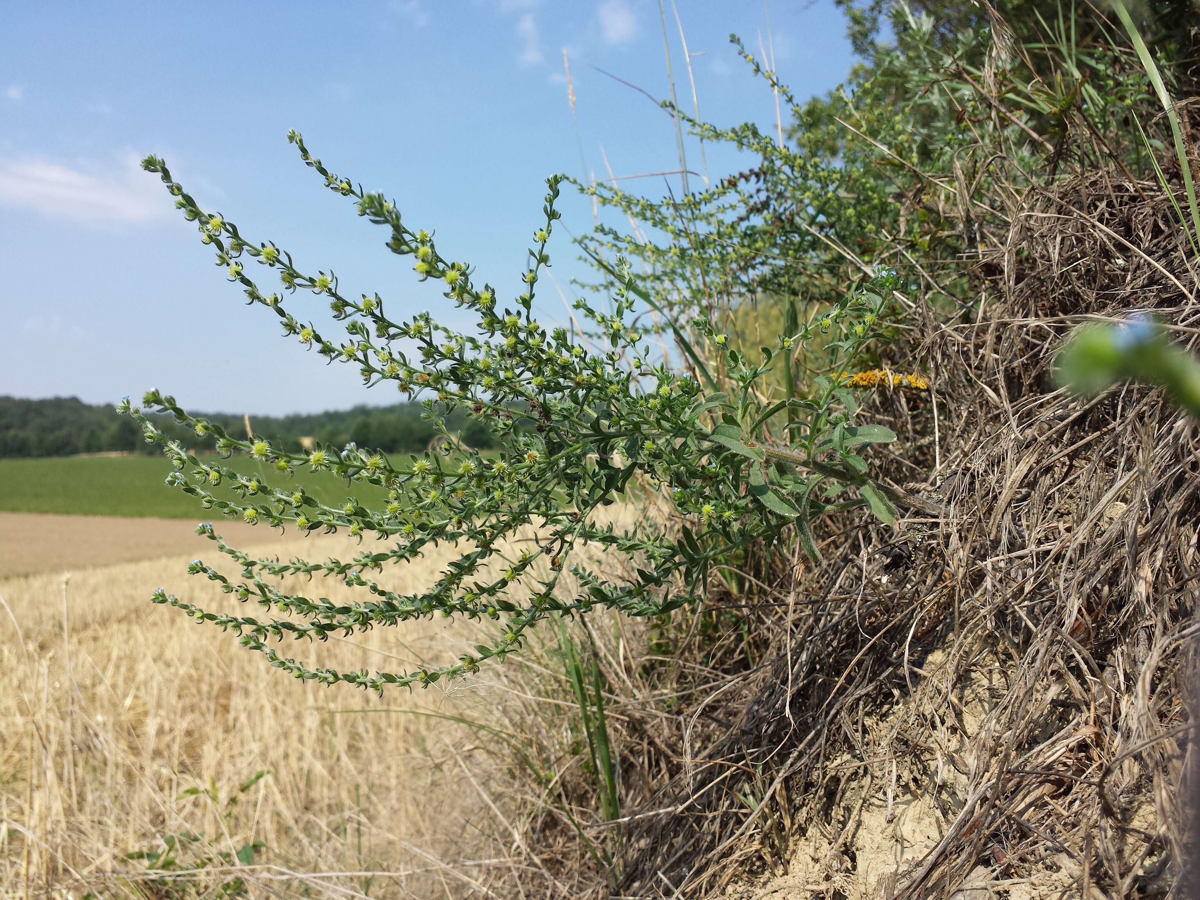 Image of European stickseed