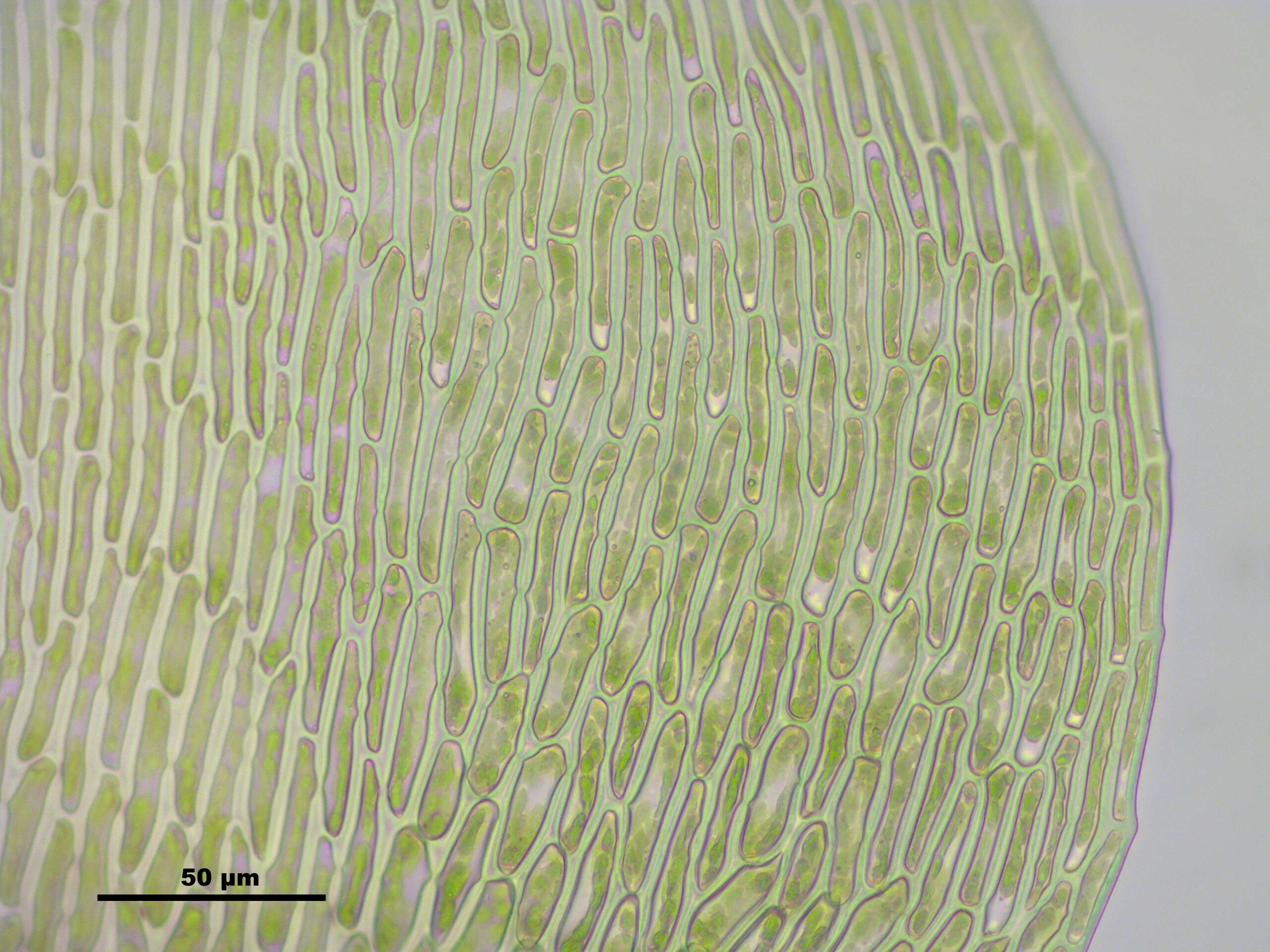 Слика од Campylium stellatum