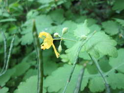 Image of celandine