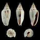 Image of Imbricaria astyagis (Dohrn 1860)