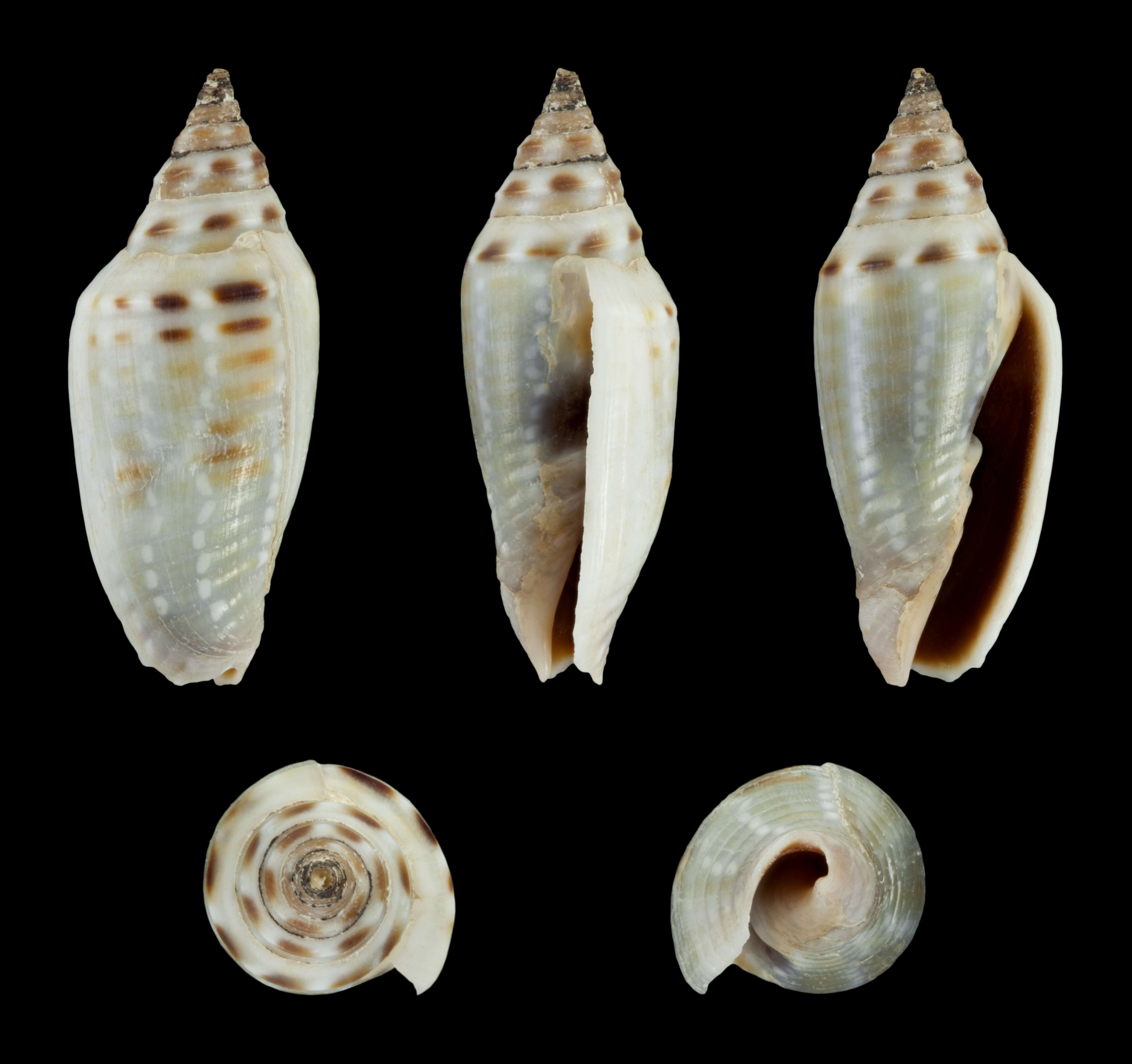 Image of Imbricaria astyagis (Dohrn 1860)