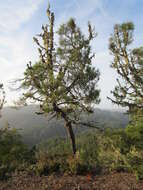 Pinus attenuata Lemmon的圖片