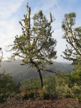 Image of knobcone pine