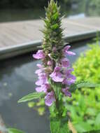 Image of Hedge-nettle