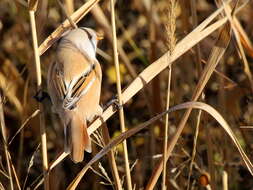 Panuridae resmi