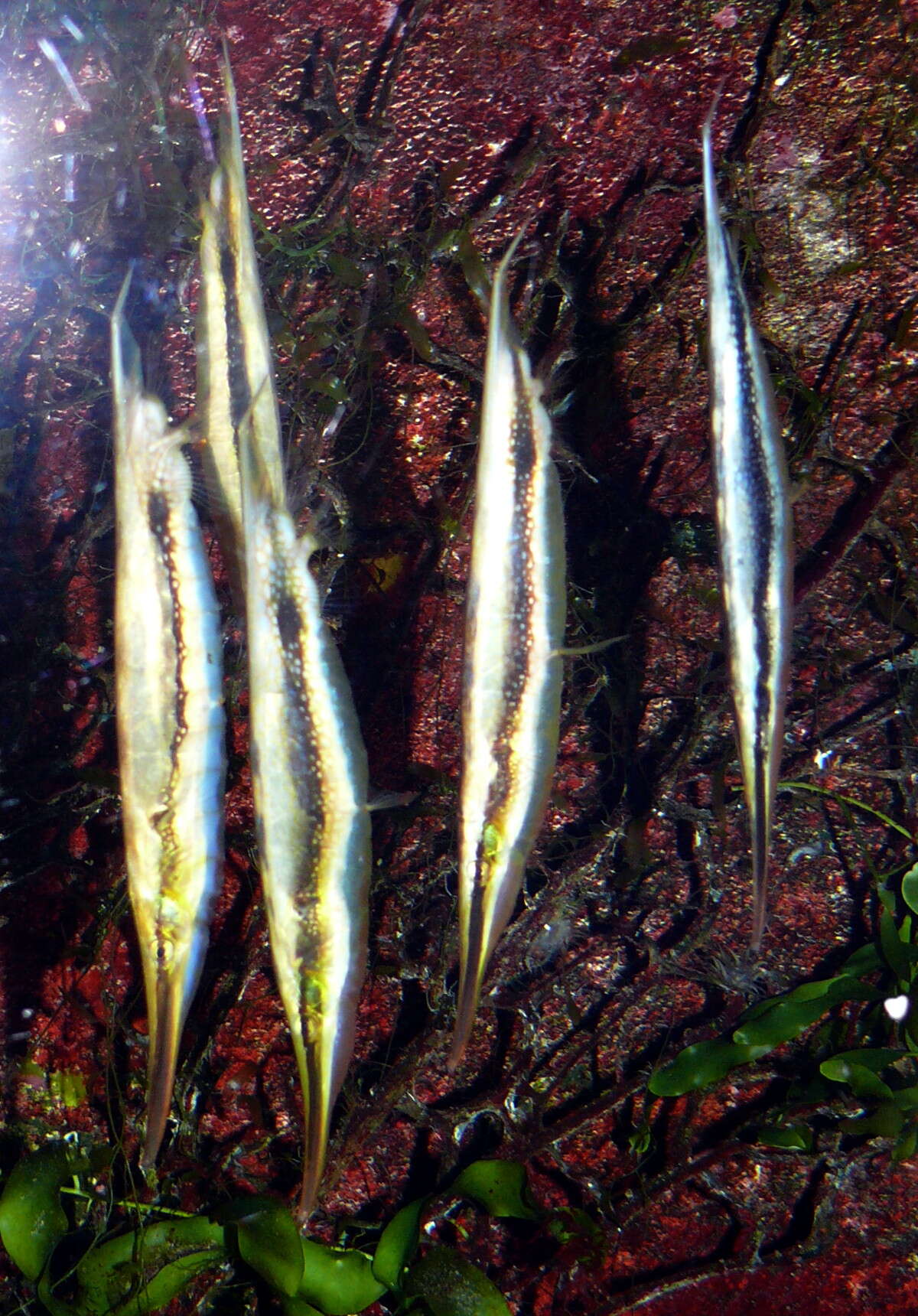 Image of Hinged shrimpfish