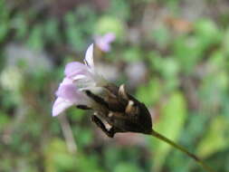 Image of Proliferous Pink