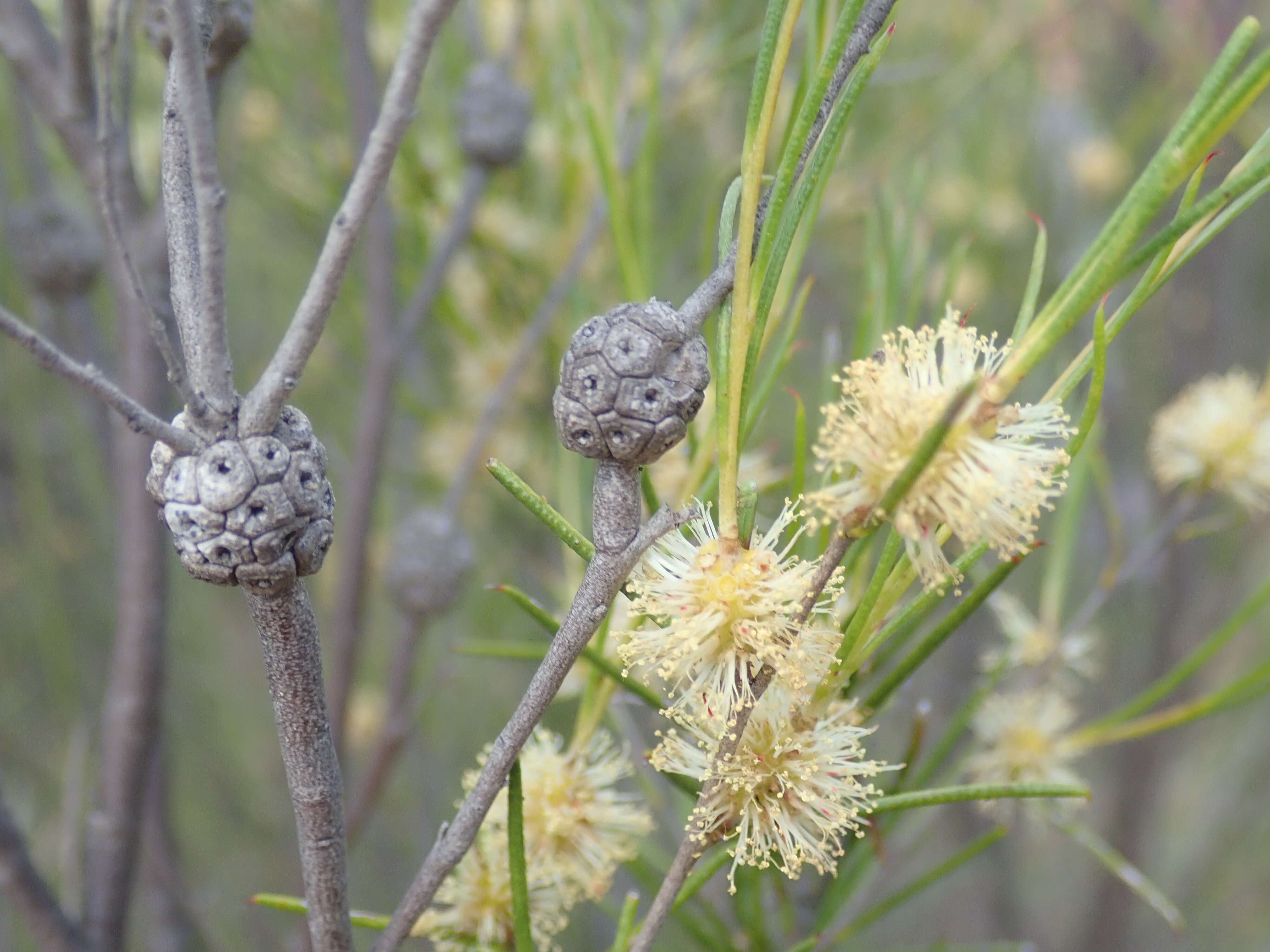 Image of broom honeymyrtle