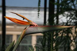 Image of Strelitzia juncea (Ker Gawl.) Link