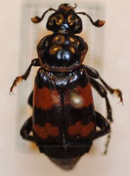 Image of Nicrophorus (Nicrophorus) sepultor (Charpentier & T. 1825)