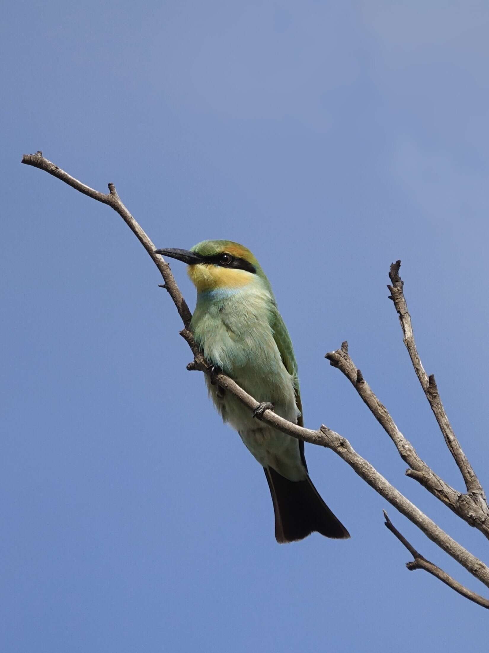 Image of Rainbow Bee-eater