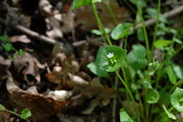 Image of Indian lettuce