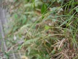 Image of greater brown sedge