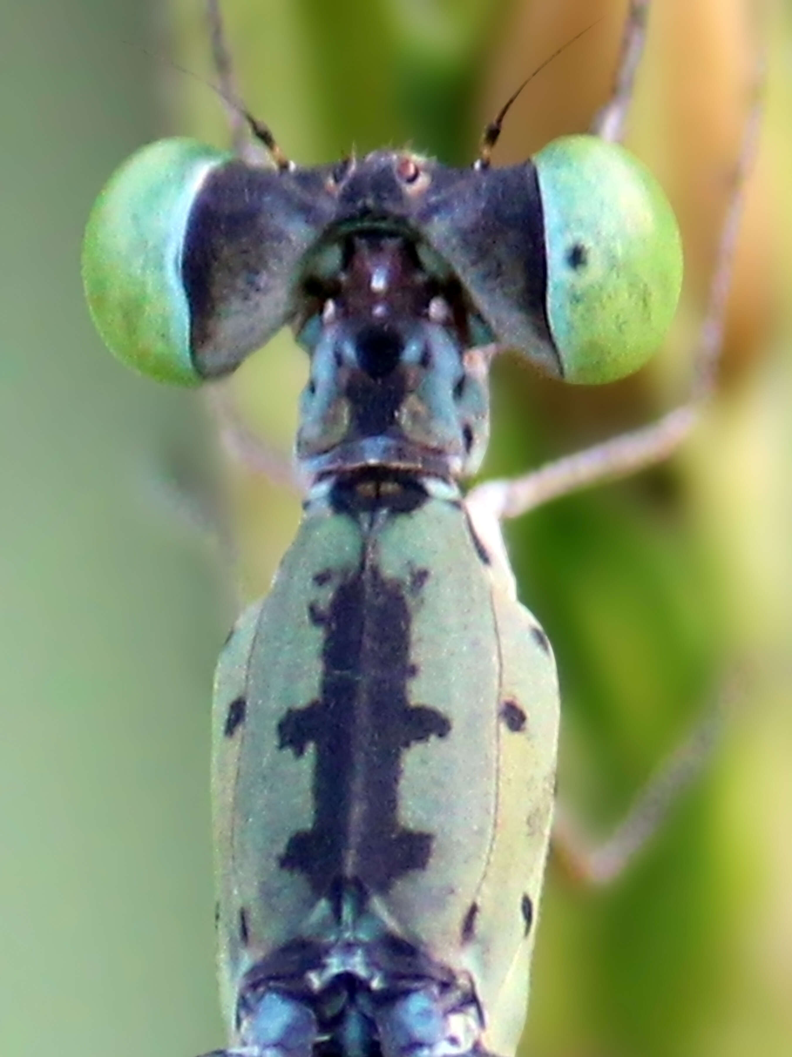 Image of Platylestes kirani