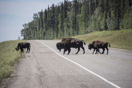 Image of Bison bison athabascae